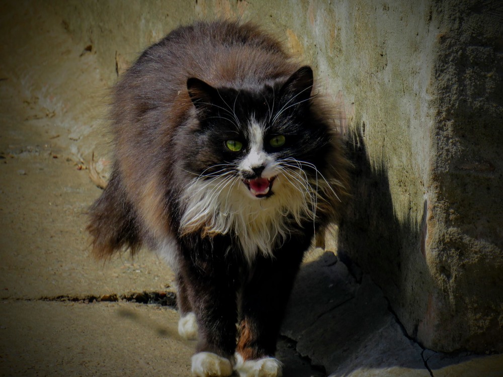 Фотографія страшнее кошки зверя нет / LVL / photographers.ua