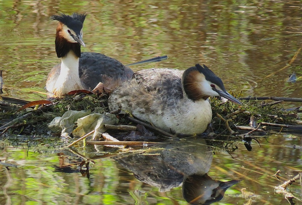 Фотографія гніздування / LVL / photographers.ua