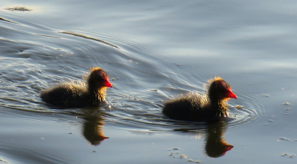 Фотографія Животные / LVL / photographers.ua