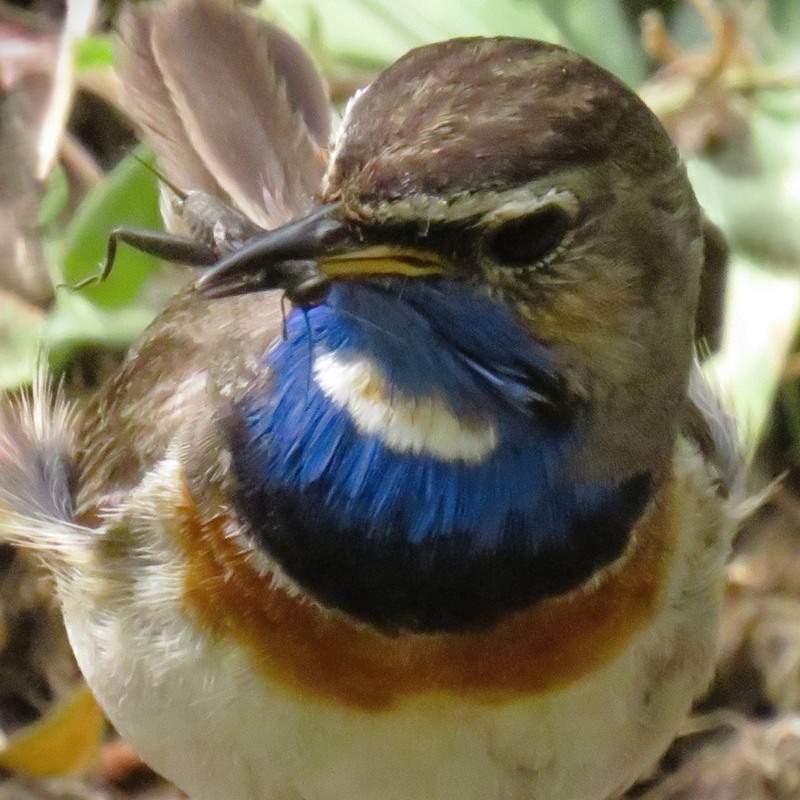 Фотографія Животные / LVL / photographers.ua