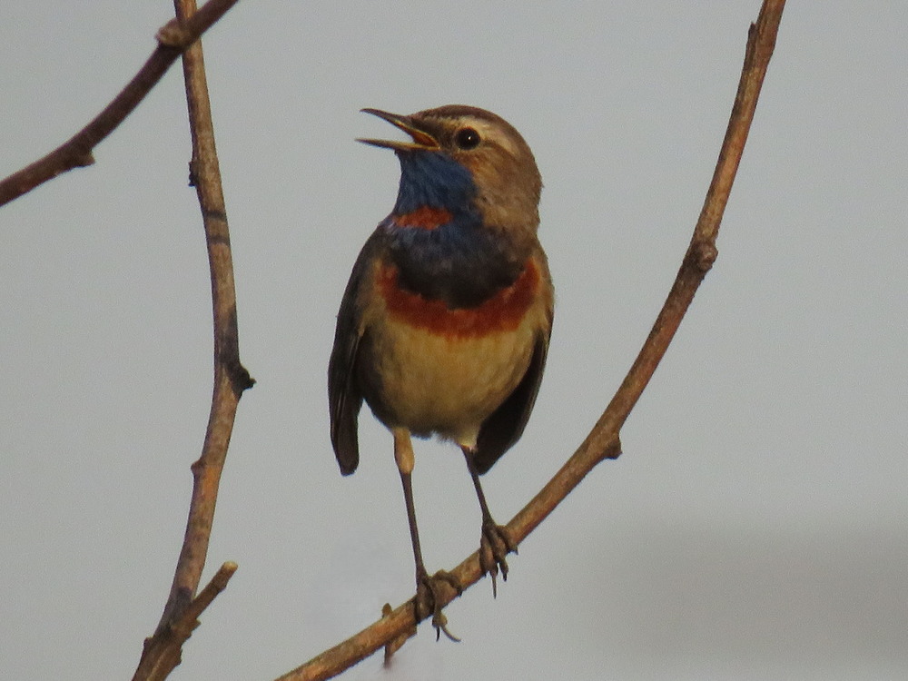 Фотографія Животные / LVL / photographers.ua