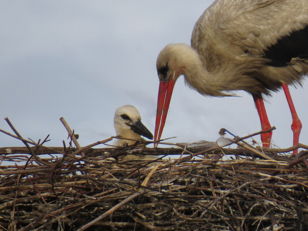 Фотографія Животные / LVL / photographers.ua