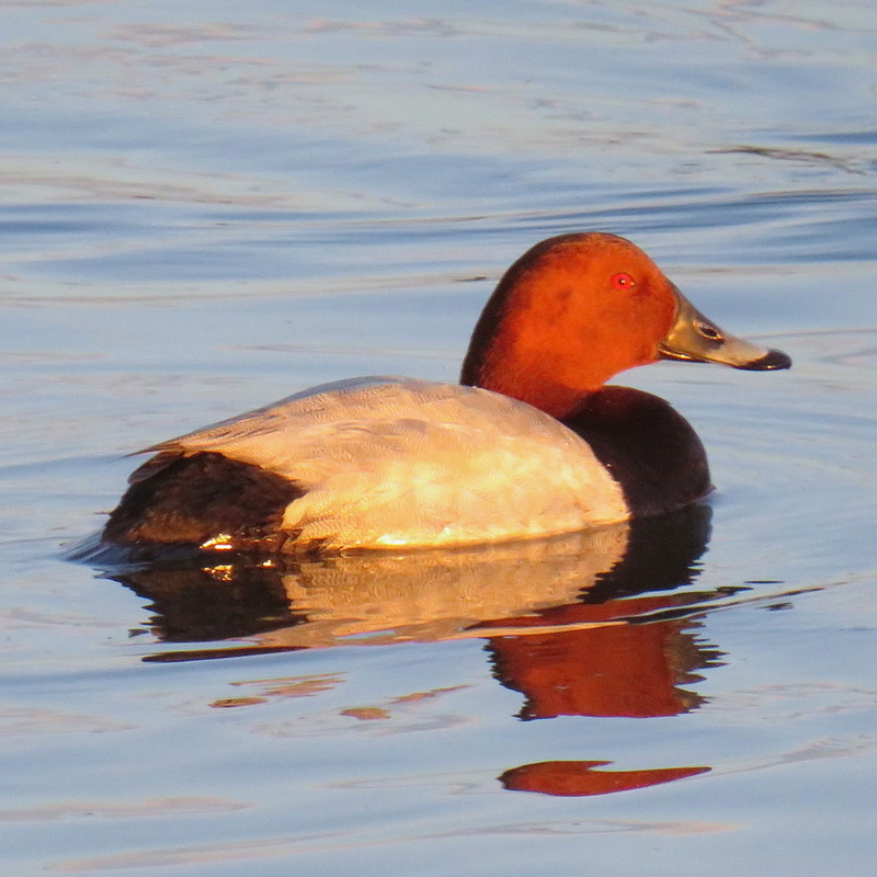 Фотографія Aythya ferina / LVL / photographers.ua
