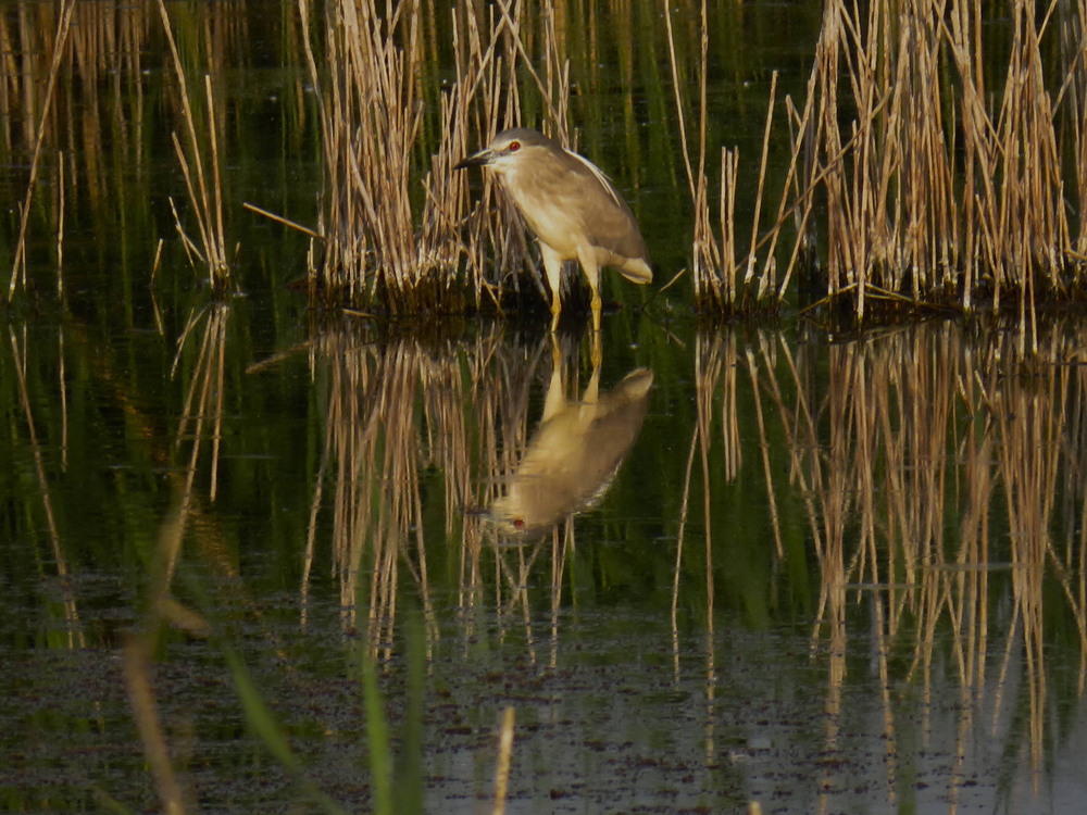 Фотографія Животные / LVL / photographers.ua
