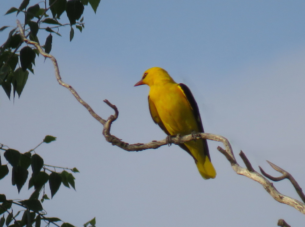 Фотографія Животные / LVL / photographers.ua