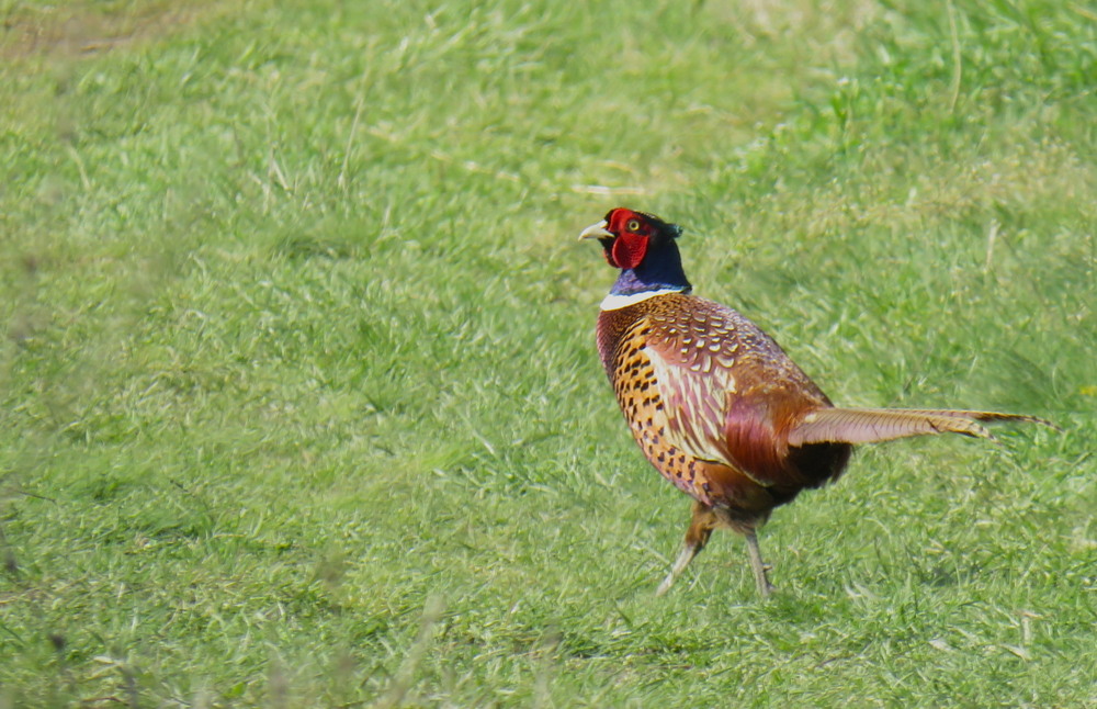 Фотографія Животные / LVL / photographers.ua