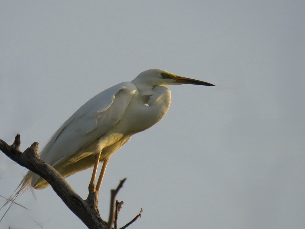 Фотографія Животные / LVL / photographers.ua