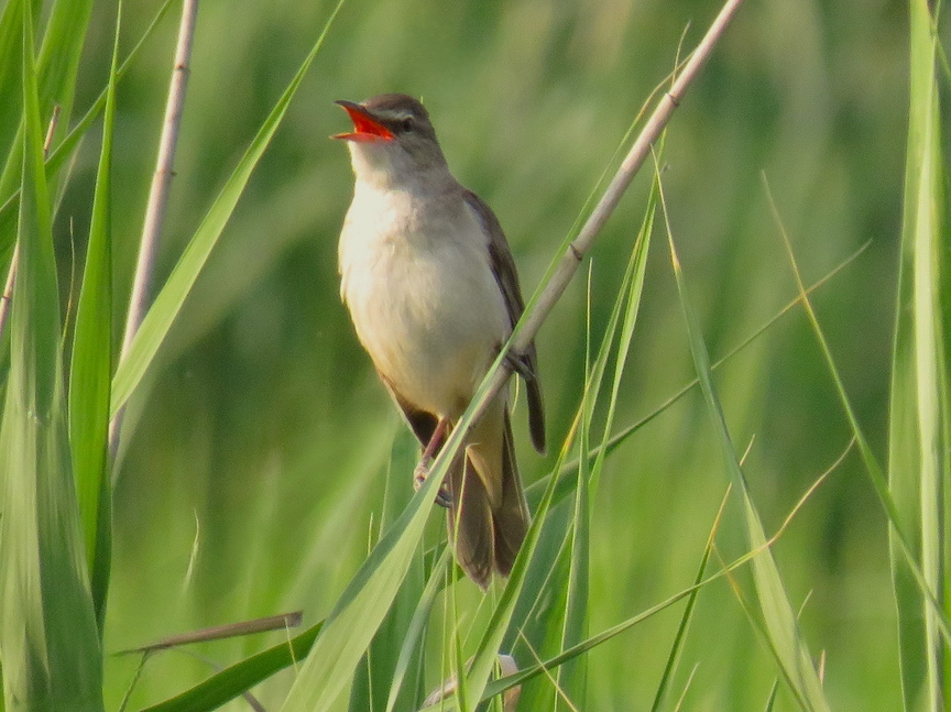 Фотографія Животные / LVL / photographers.ua
