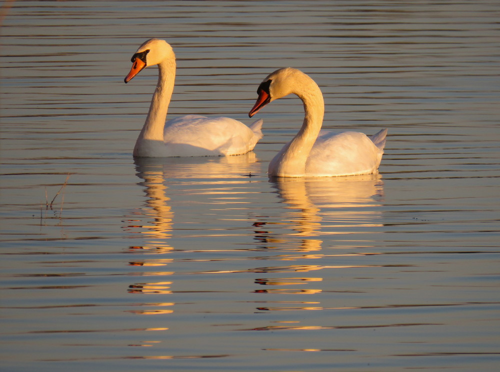 Фотографія Животные / LVL / photographers.ua