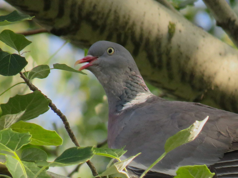 Фотографія Животные / LVL / photographers.ua