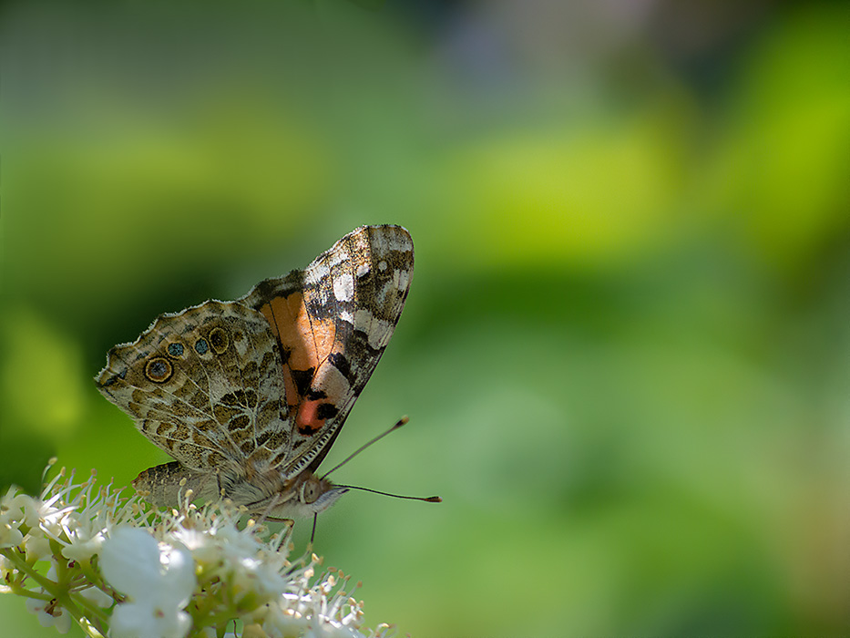 Фотографія Репейница в нектар-баре / Дмитрий Сухин / photographers.ua