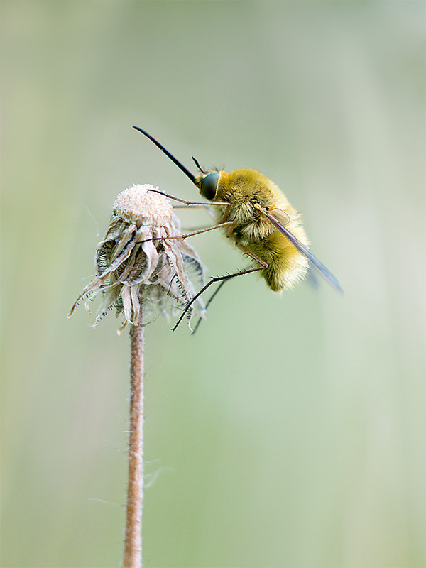 Фотографія Жужа / Дмитрий Сухин / photographers.ua