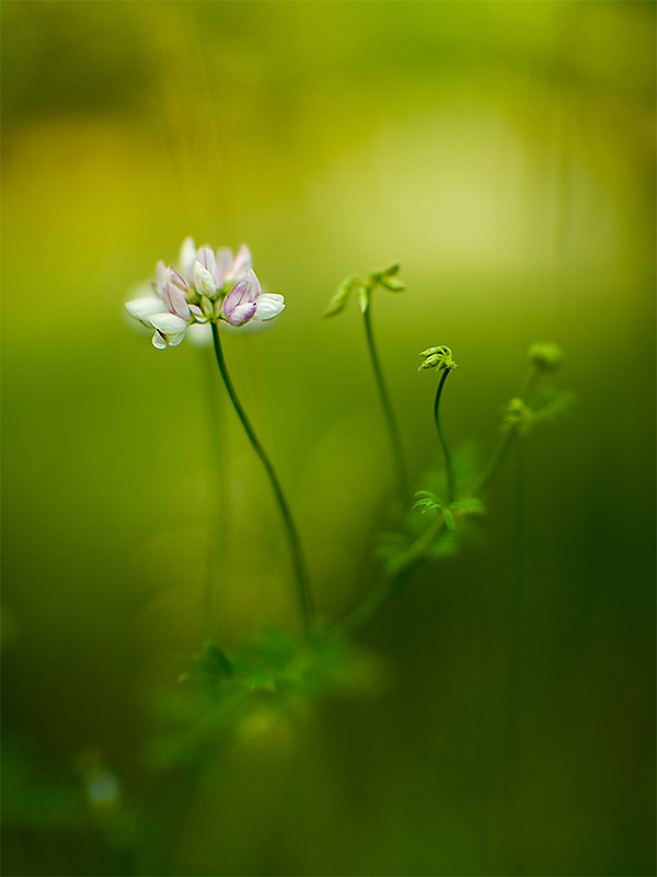 Фотографія Мистический туман / Дмитрий Сухин / photographers.ua