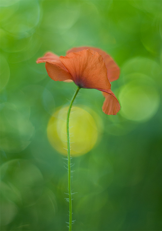 Фотографія Красный мак и желтый шар / Дмитрий Сухин / photographers.ua