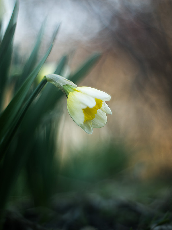 Фотографія Нарцисс в сумерках / Дмитрий Сухин / photographers.ua