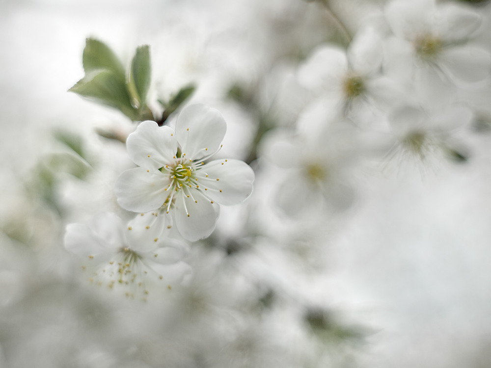Фотографія Вишневая / Дмитрий Сухин / photographers.ua