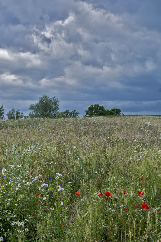 Фотографія ___ / superbizon / photographers.ua