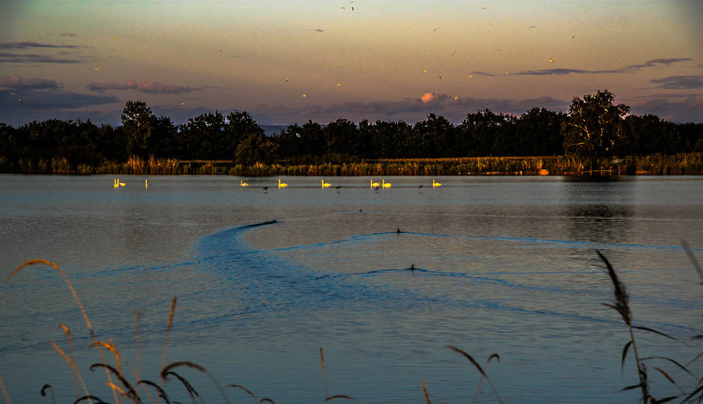 Фотографія Вечером на озере / Inna Jestin / photographers.ua