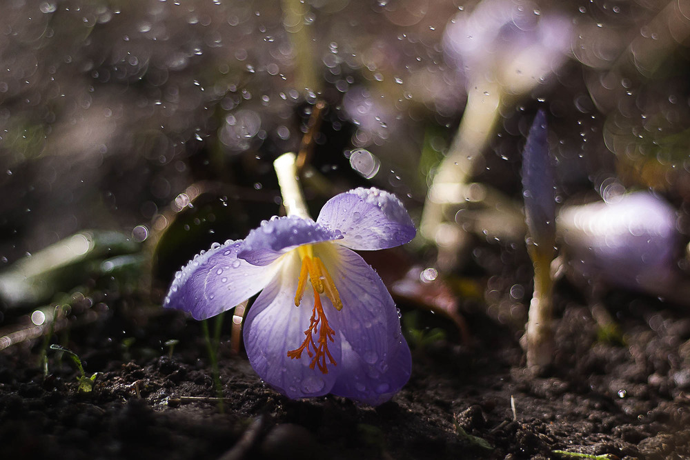 Фотографія Под тяжестью осенних дождей... / Адель (Інна Романюк) / photographers.ua