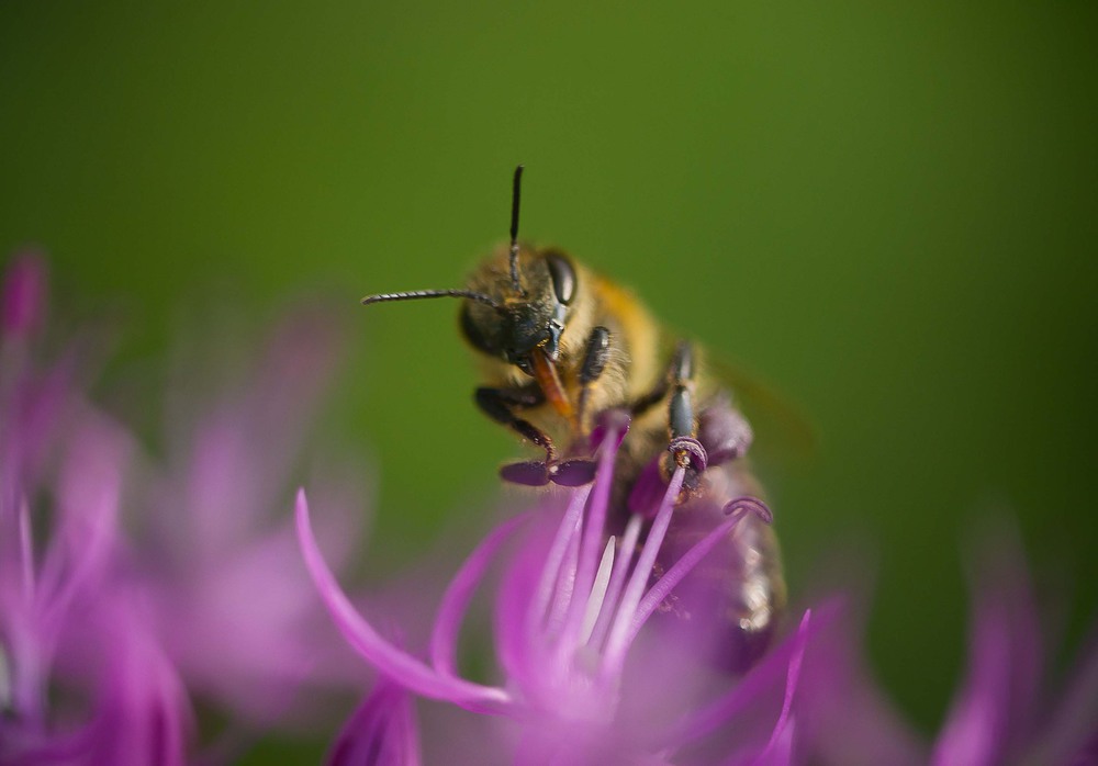 Фотографія Страшный пчел 0-0 / Адель (Інна Романюк) / photographers.ua