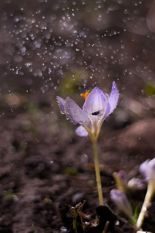 Фотографія Цінителька прекрасного =) / Адель (Інна Романюк) / photographers.ua