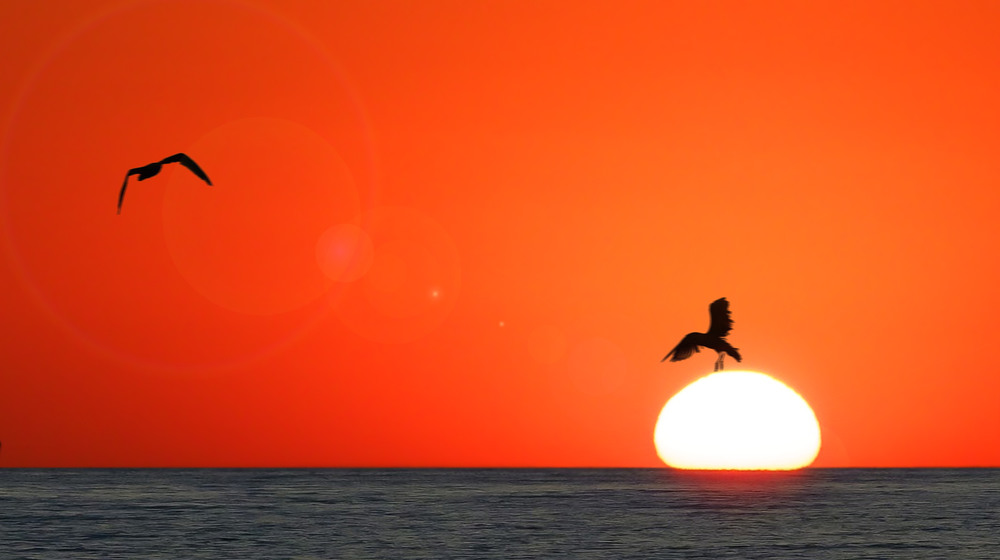 Фотографія Птица, уносящая солнце на завтрашний день / Andrey Chepurniy / photographers.ua