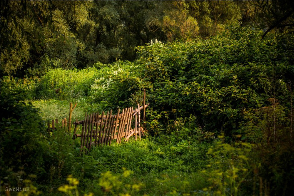 Фотографія Далеко у лісі хатинка стояла... / Олег Сернюк / photographers.ua