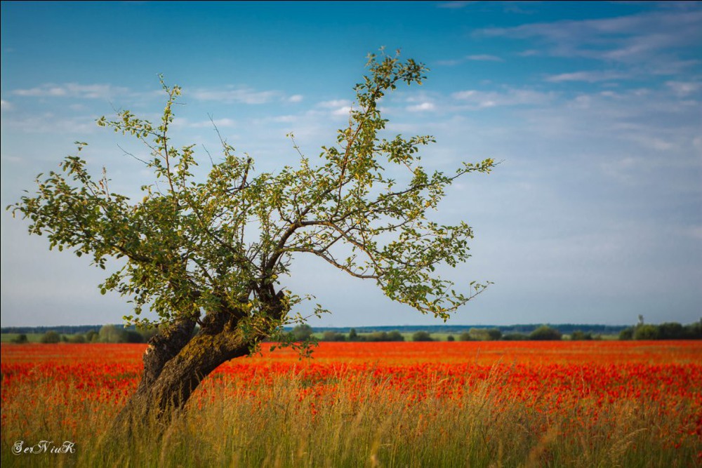 Фотографія Самотнє дерево у компанії маків / Олег Сернюк / photographers.ua