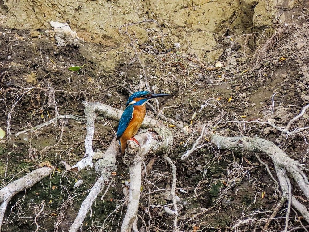 Фотографія Рибалочка (Alcedo atthis) Common Kingfisher | Зимородок обыкновенный / Станіслав Гр / photographers.ua