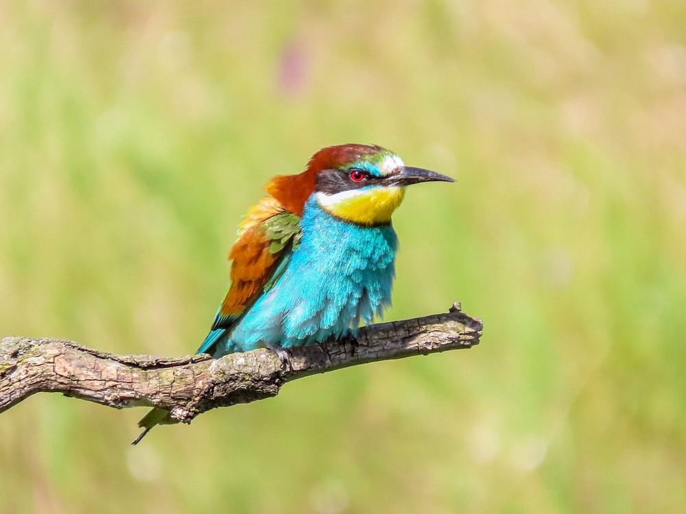 Фотографія Бджолоїдка (Merops apiaster) / Станіслав Гр / photographers.ua