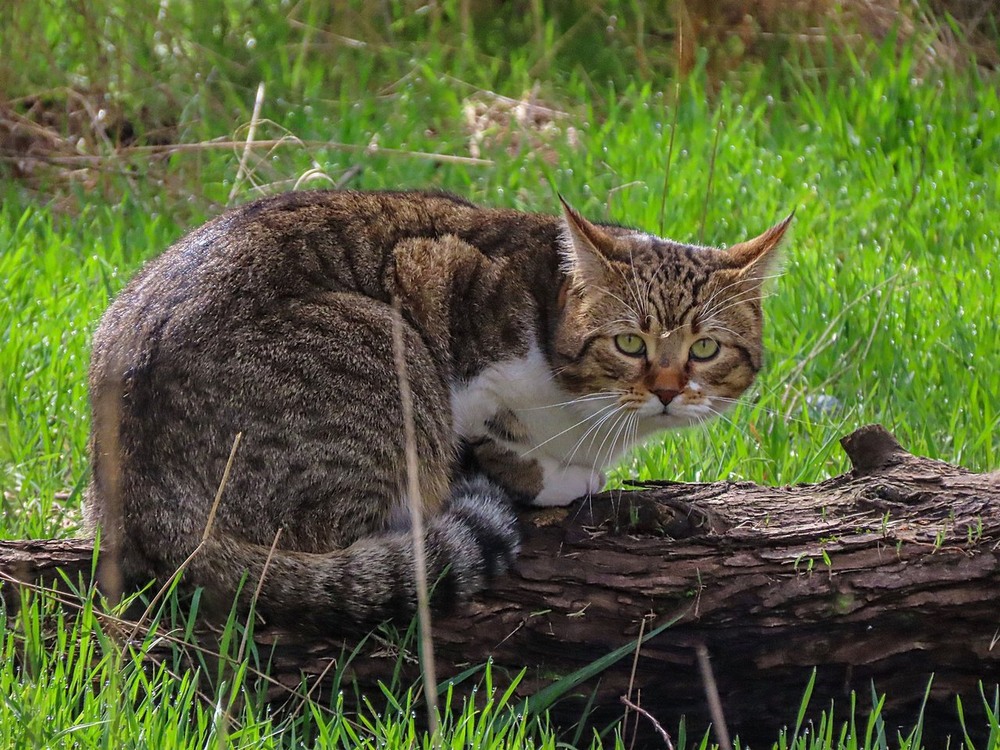 Фотографія Весняний кіт. / Станіслав Гр / photographers.ua