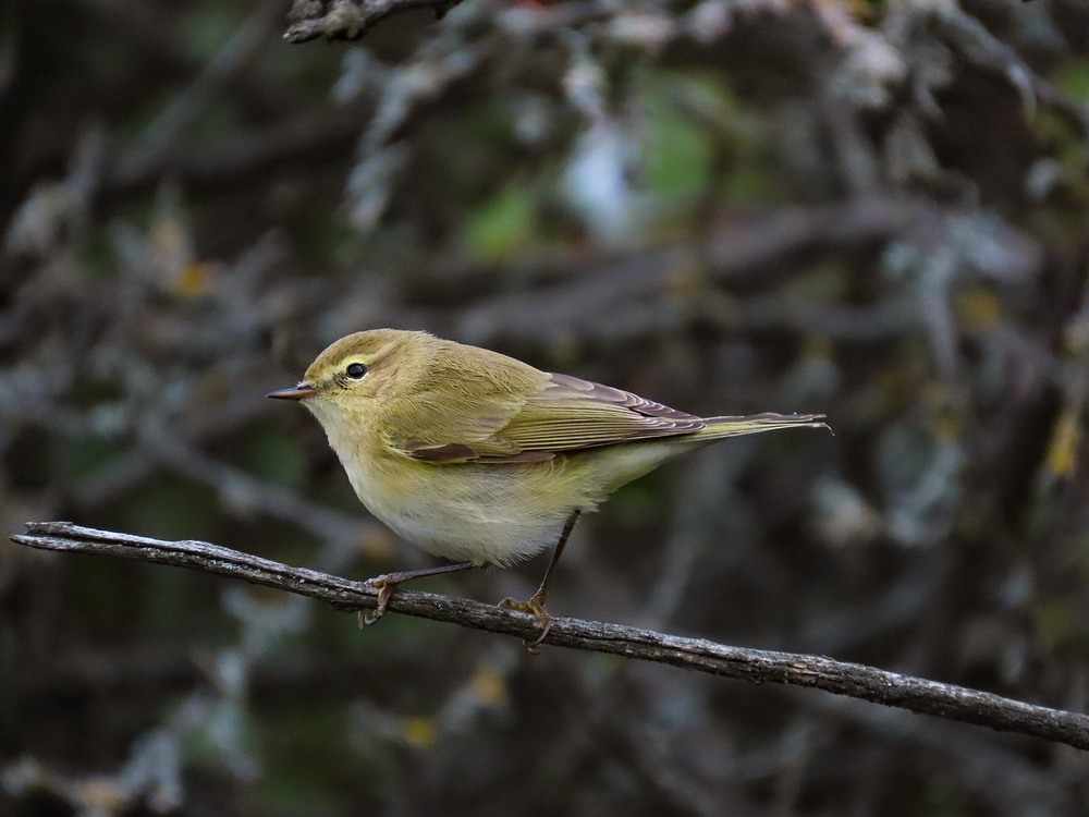 Фотографія Вівчарик весняний Phylloscopus trochilus. Willow Warbler. Пеночка-весничка. / Станіслав Гр / photographers.ua