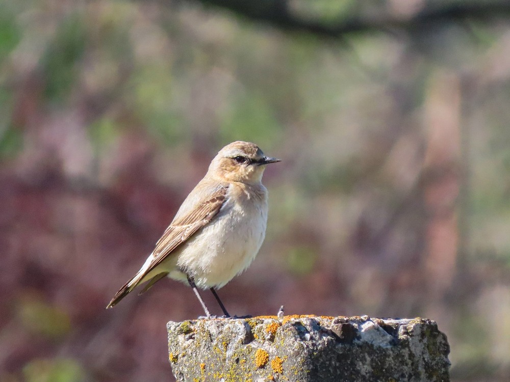 Фотографія Кам'янка звичайна Northern Wheatear. / Станіслав Гр / photographers.ua