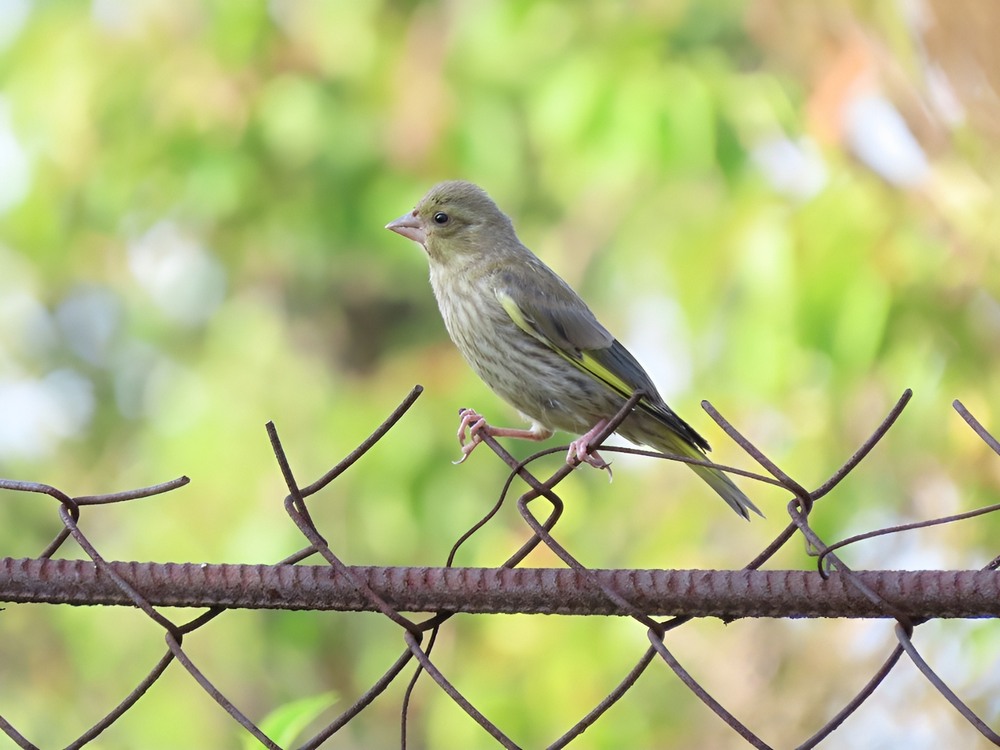 Фотографія Зеленяк (Chloris chloris ) European Greenfinch / Станіслав Гр / photographers.ua