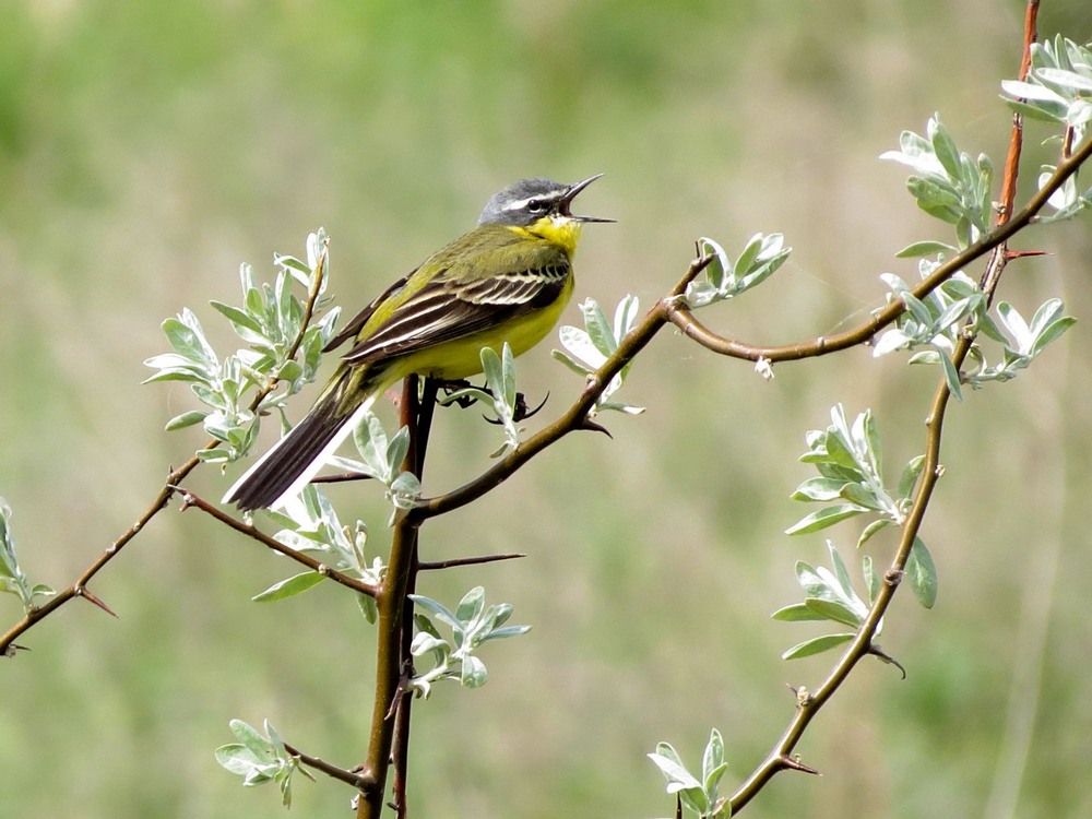 Фотографія Плиска жовта  (лат. Motacilla flava) Yellow Wagtail | Желтая трясо / Станіслав Гр / photographers.ua