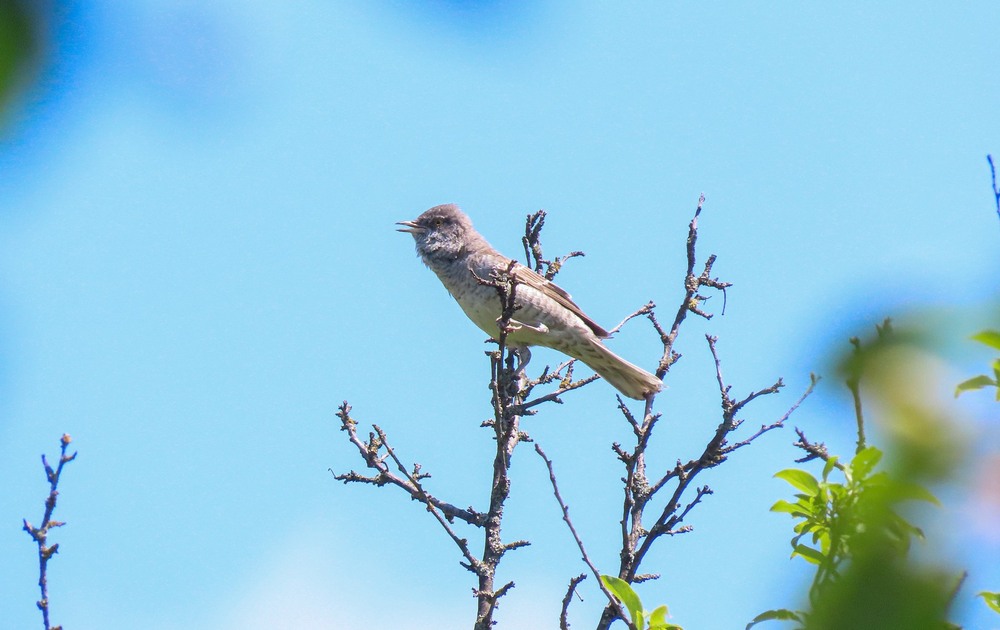 Фотографія Кропив'янка рябогруда  (Curruca nisoria) / Станіслав Гр / photographers.ua