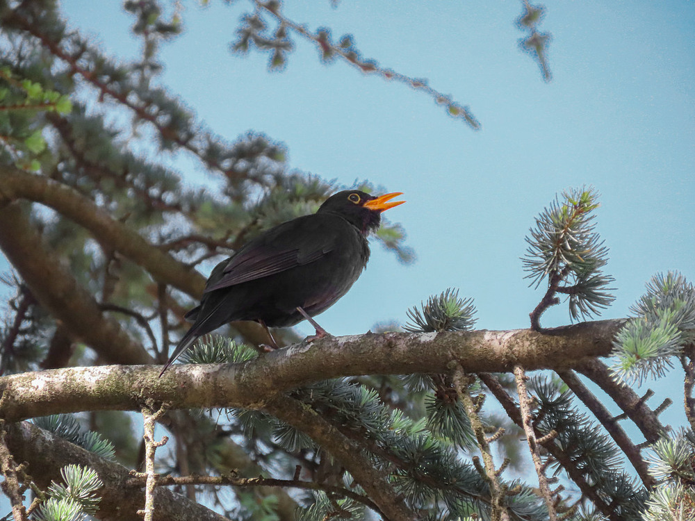 Фотографія Дрізд чорний (Turdus merula) Eurasian Blackbird,Черный дрозд / Станіслав Гр / photographers.ua