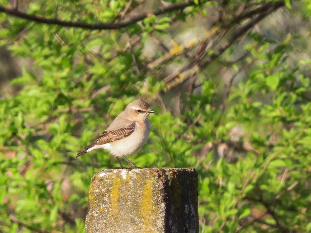 Фотографія Кам'янка звичайна Northern Wheatear. / Станіслав Гр / photographers.ua
