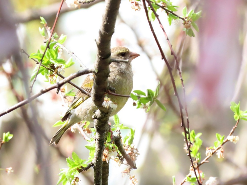 Фотографія Зеленяк( Chloris chloris ) European Greenfinch / Станіслав Гр / photographers.ua