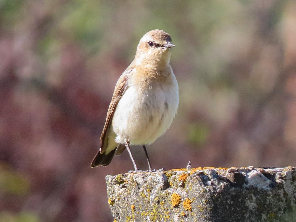 Фотографія Кам'янка звичайна Northern Wheatear. / Станіслав Гр / photographers.ua