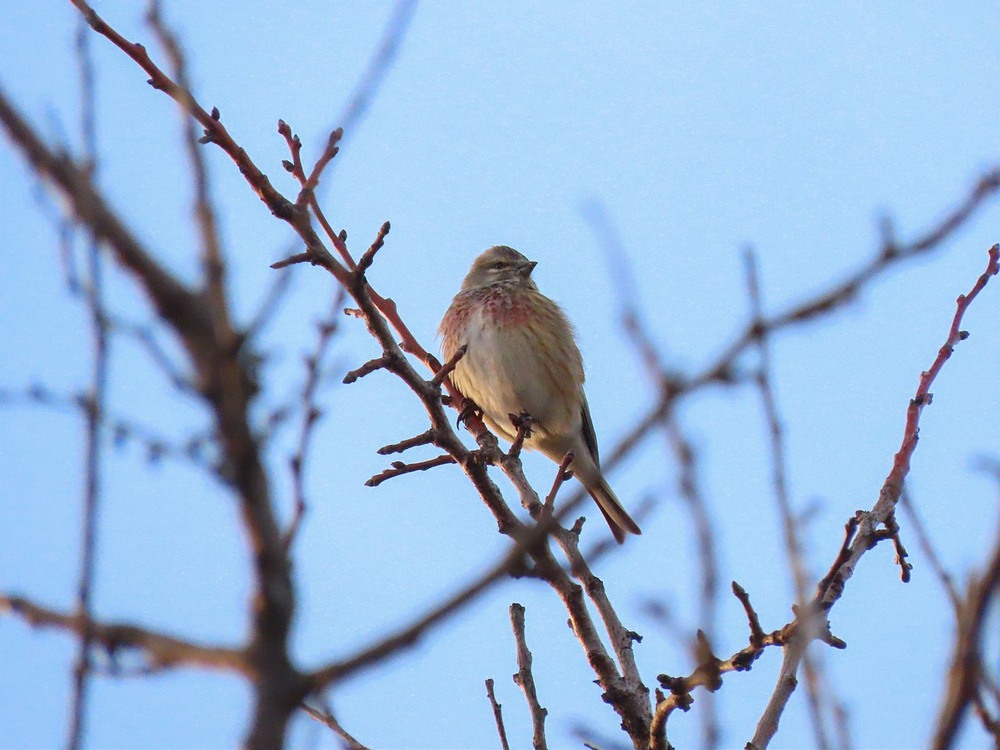 Фотографія Коноплянка Acanthis cannabina. / Станіслав Гр / photographers.ua
