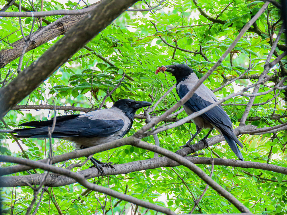Фотографія Ворона сіра (Corvus cornix  Hooded Crow) Серая ворона / Станіслав Гр / photographers.ua