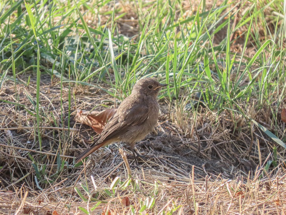 Фотографія Горихвістка чорна (Phoenicurus ochruros)  Горихвостка-чернушка / Станіслав Гр / photographers.ua