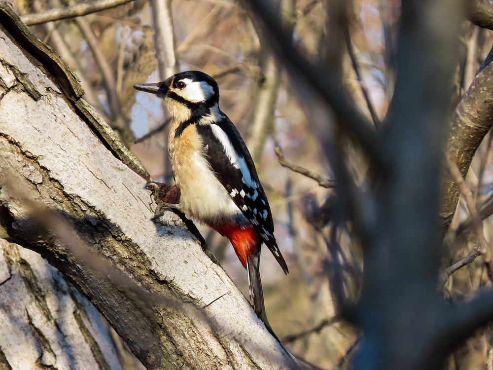 Фотографія Большой пёстрый дятел (Dendrocopos major) / Станіслав Гр / photographers.ua