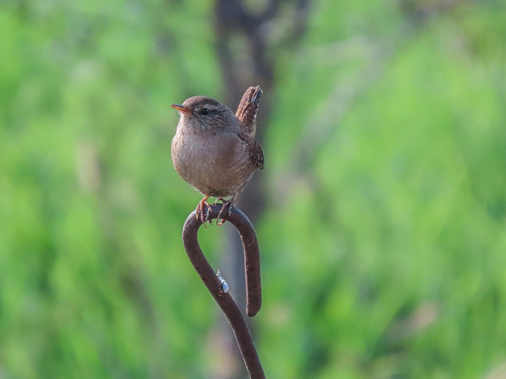 Фотографія Волове очко Troglodytes troglodytes. Northern Wren. Крапивник / Станіслав Гр / photographers.ua