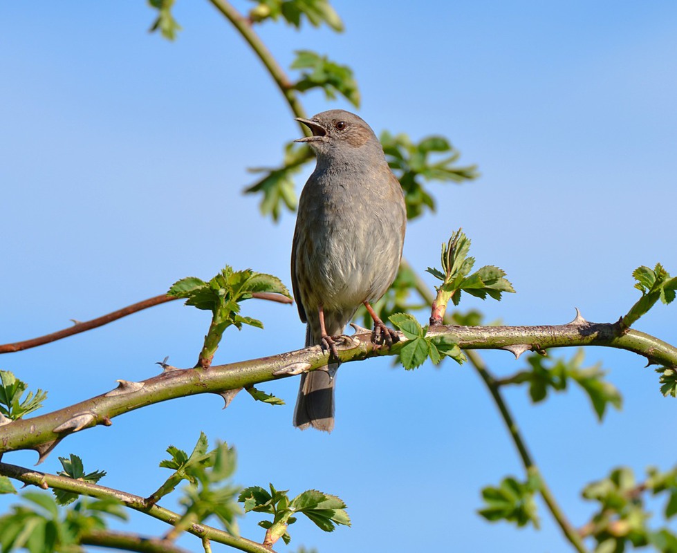 Фотографія Завирушка / Станіслав Гр / photographers.ua