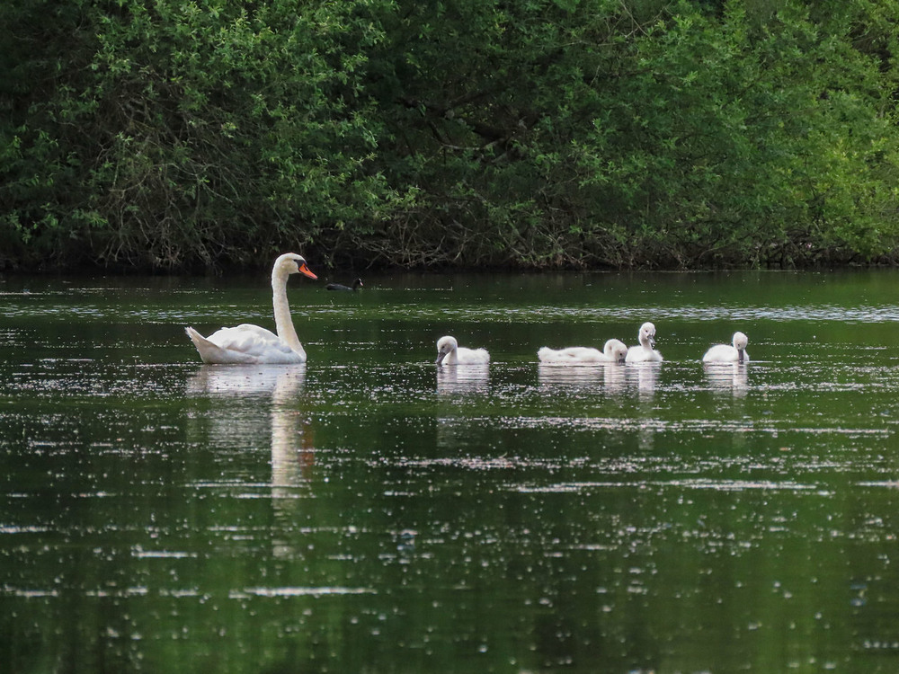 Фотографія Лебідь-шипун (Cygnus olor)Лебедь-шипун / Станіслав Гр / photographers.ua
