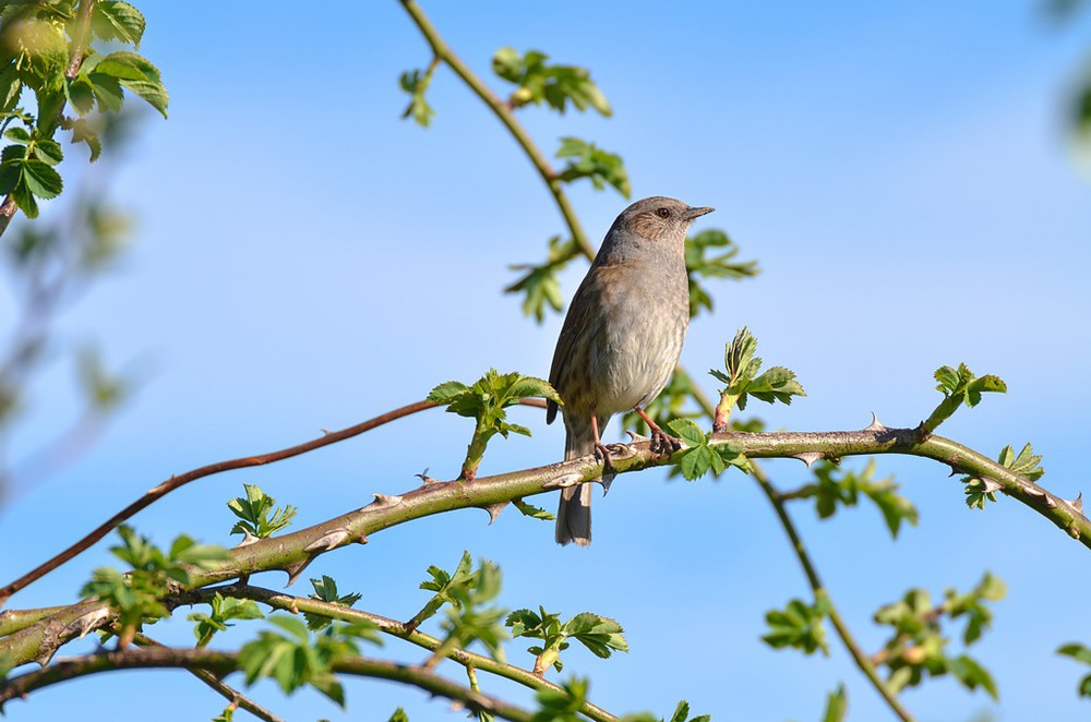 Фотографія Лесная завирушка (Prunella modularis) / Станіслав Гр / photographers.ua