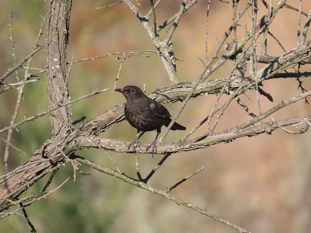 Фотографія Дрізд чорний(Turdus merula) Eurasian Blackbird. Чёрный дрозд. / Станіслав Гр / photographers.ua