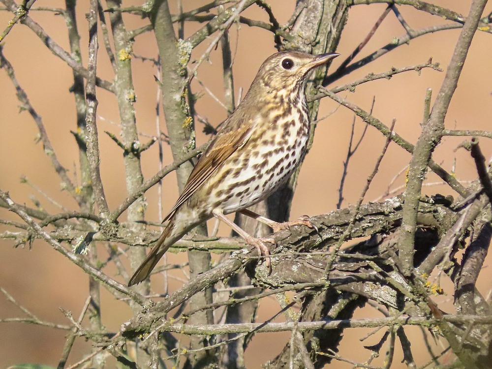 Фотографія Дрізд співочий(Turdus philomelos)Song Thrush. Певчий дрозд / Станіслав Гр / photographers.ua